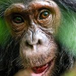Best Time to Visit Kibale Forest for Chimpanzee Tracking