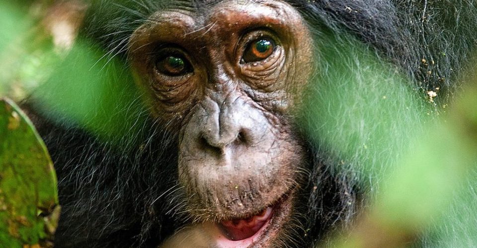 Best Time to Visit Kibale Forest for Chimpanzee Tracking
