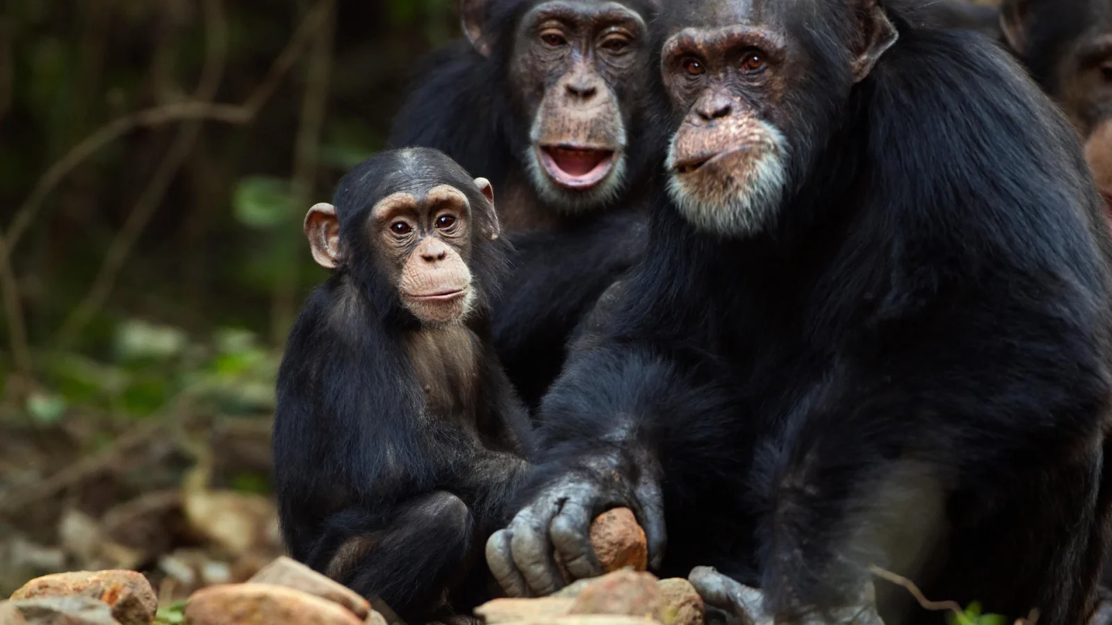 Chimpanzee Behavior