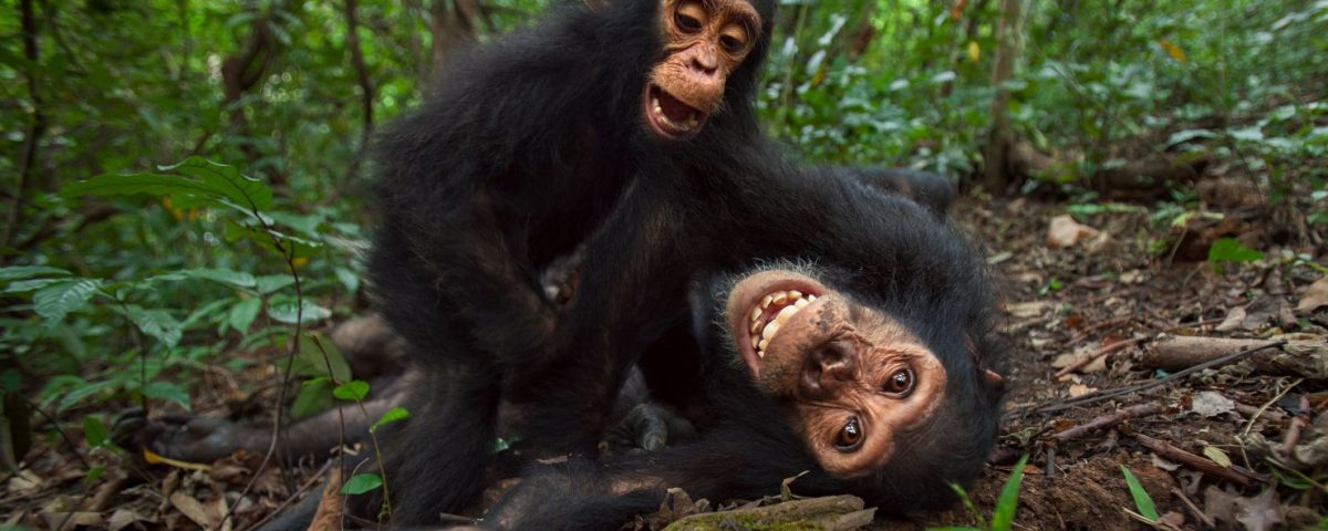 Chimpanzee Behavior