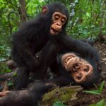 Chimpanzee Behavior