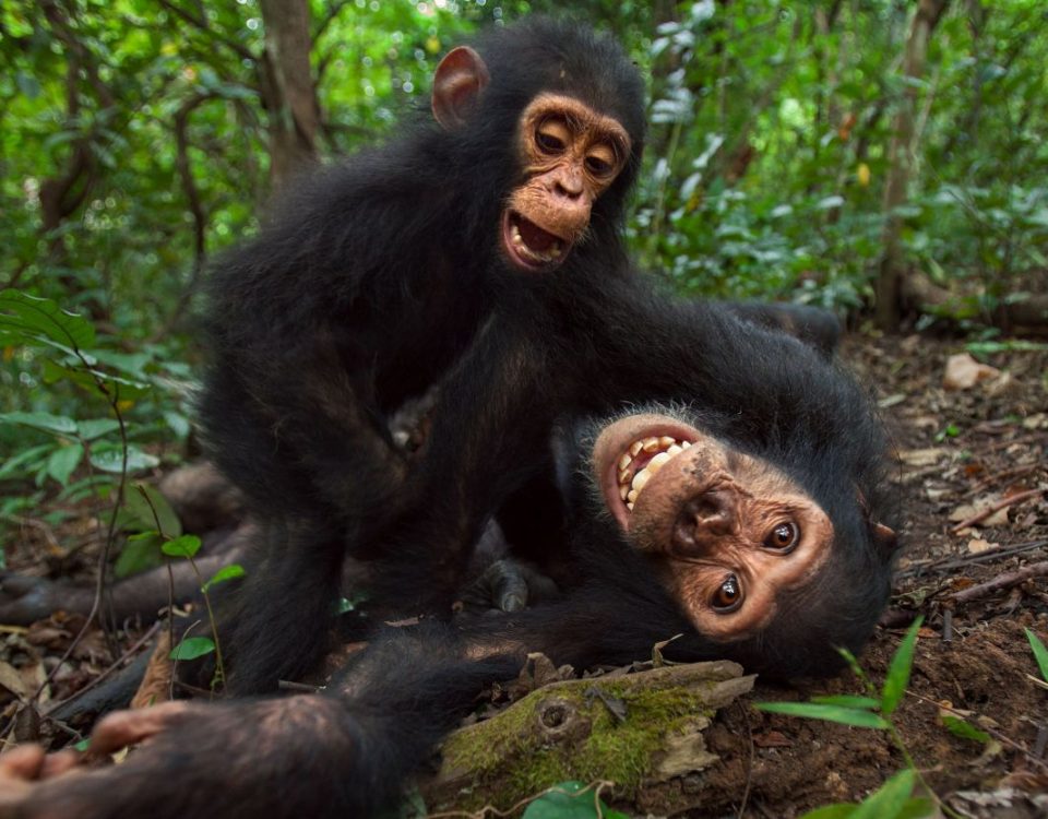 Chimpanzee Behavior
