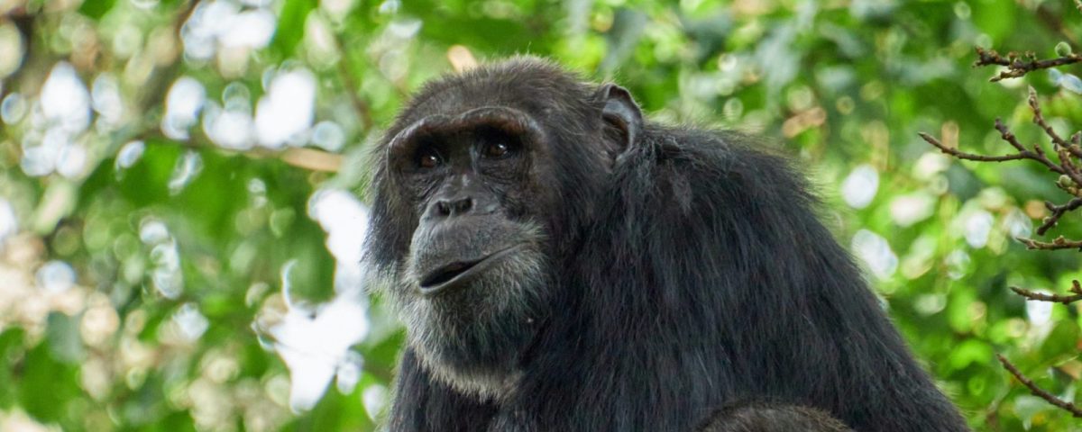 Chimpanzee Habituation Experience in Kibale