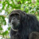 Chimpanzee Habituation Experience in Kibale