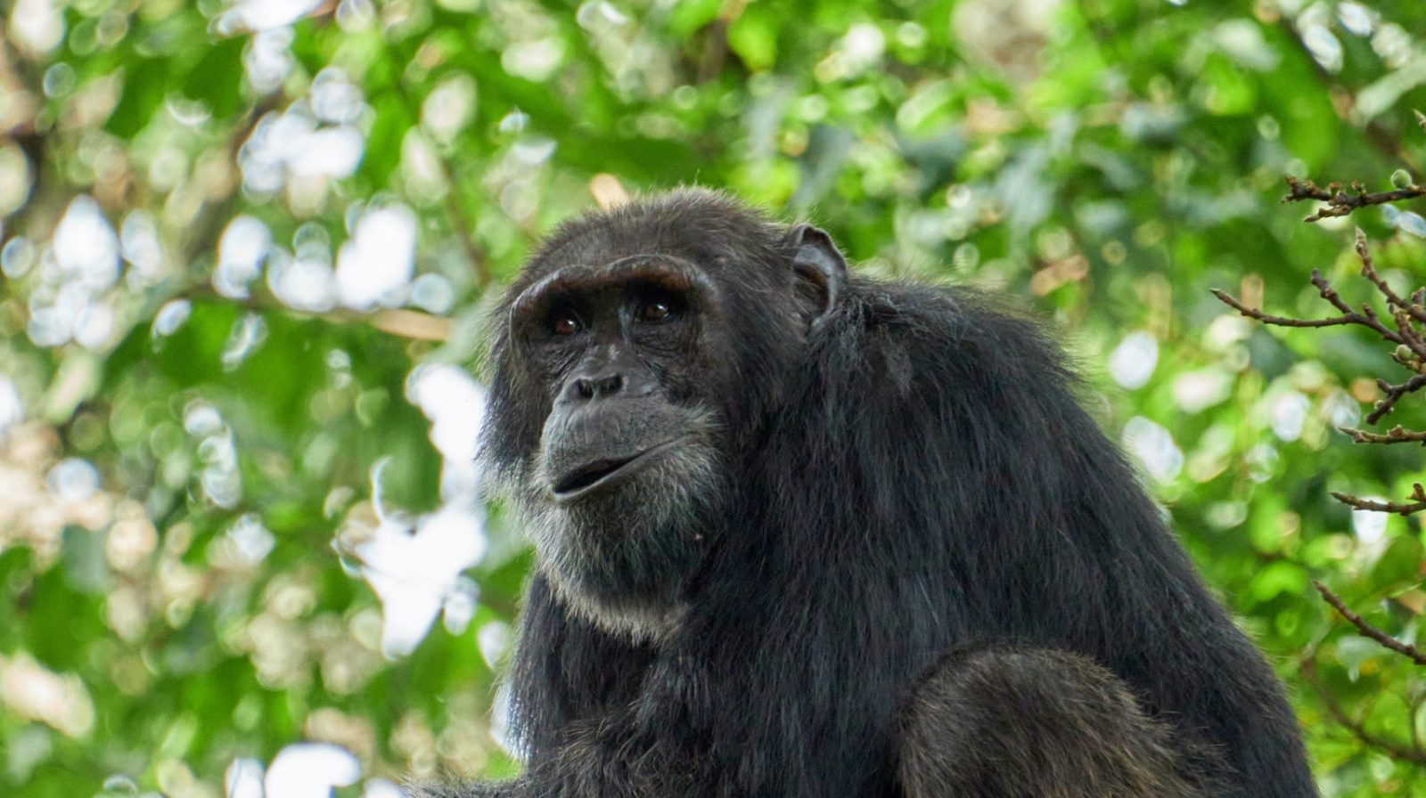 Chimpanzee Habituation Experience in Kibale
