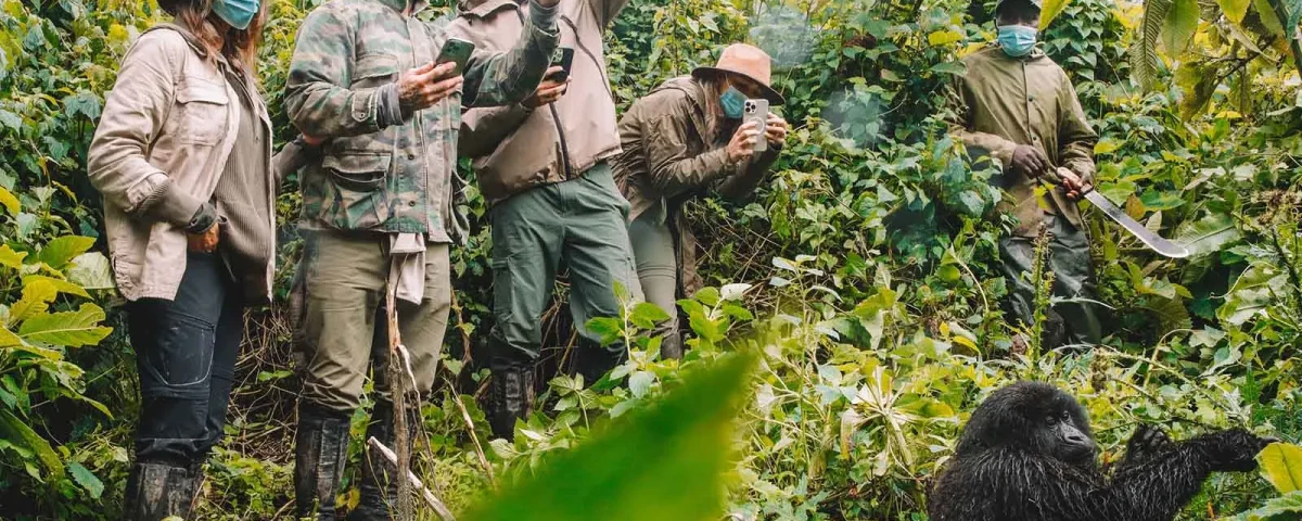 Chimpanzee Tracking in Rwanda