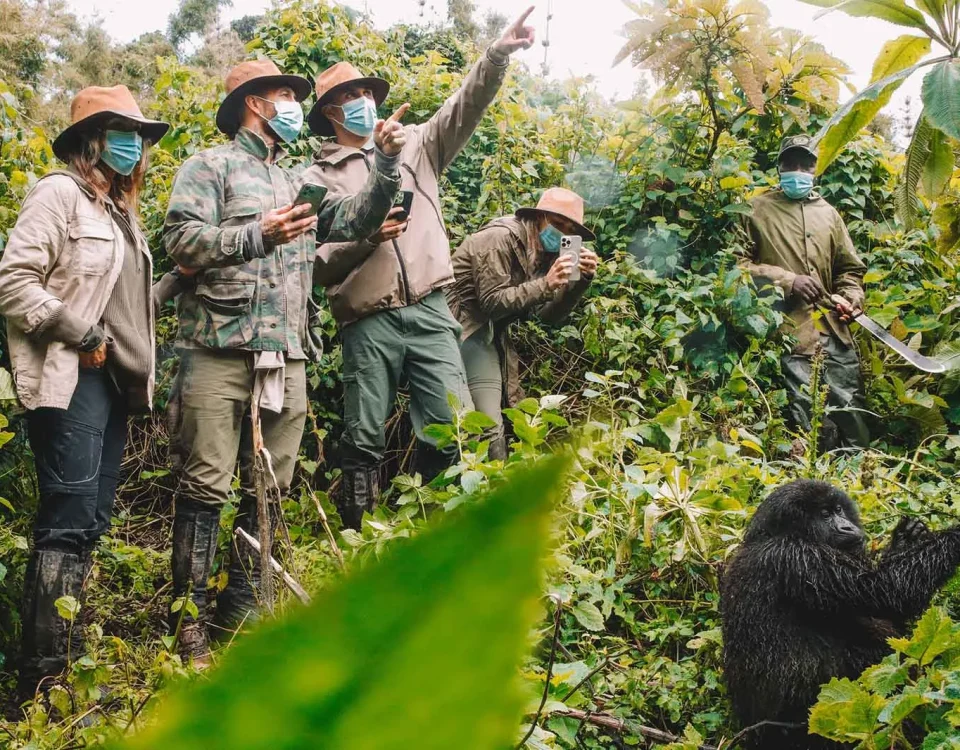 Chimpanzee Tracking in Rwanda