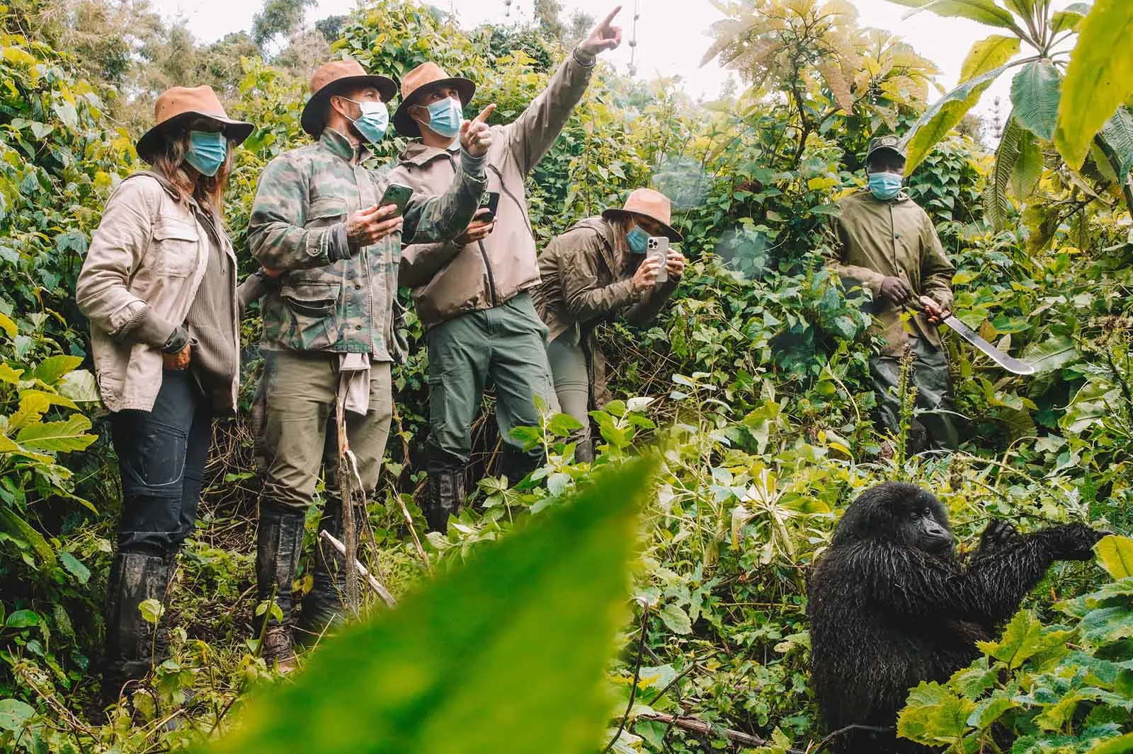 Chimpanzee Tracking in Rwanda