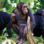 Chimpanzee Tracking vs Gorilla Trekking