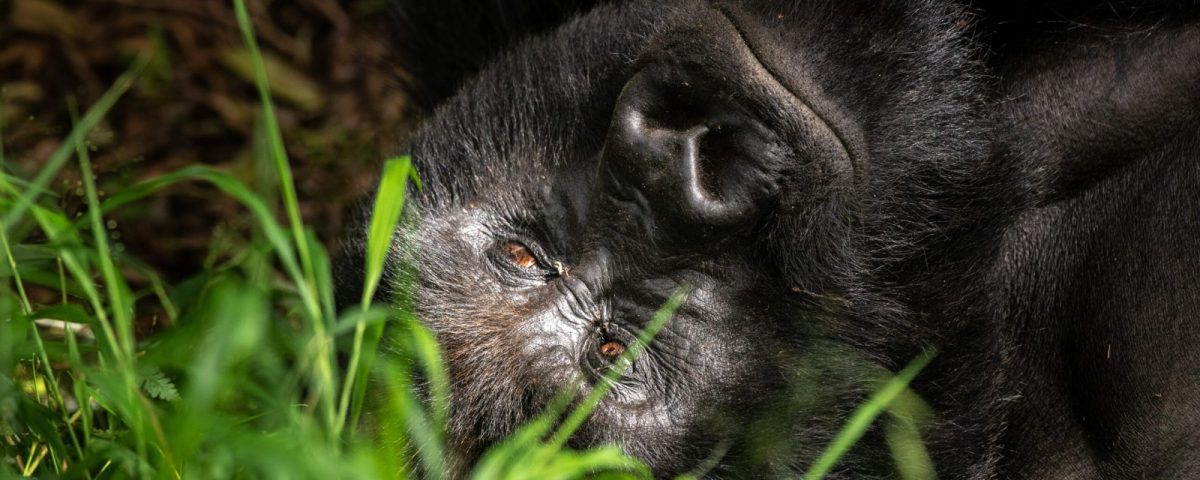 Combining Gorilla and Chimpanzee Tracking in One Uganda Trip