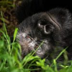 Combining Gorilla and Chimpanzee Tracking in One Uganda Trip