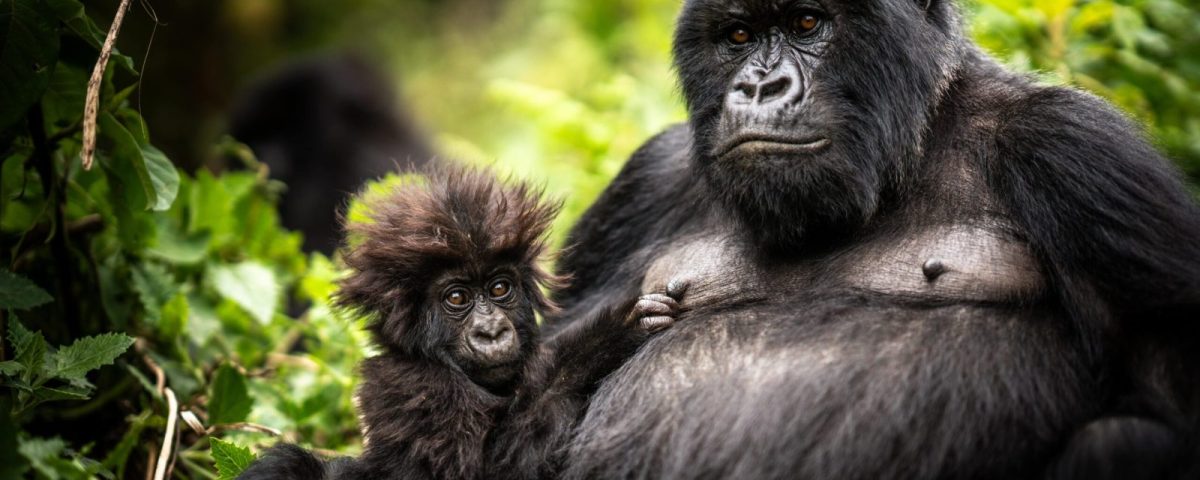 Congo vs Uganda vs Rwanda Gorilla Trekking