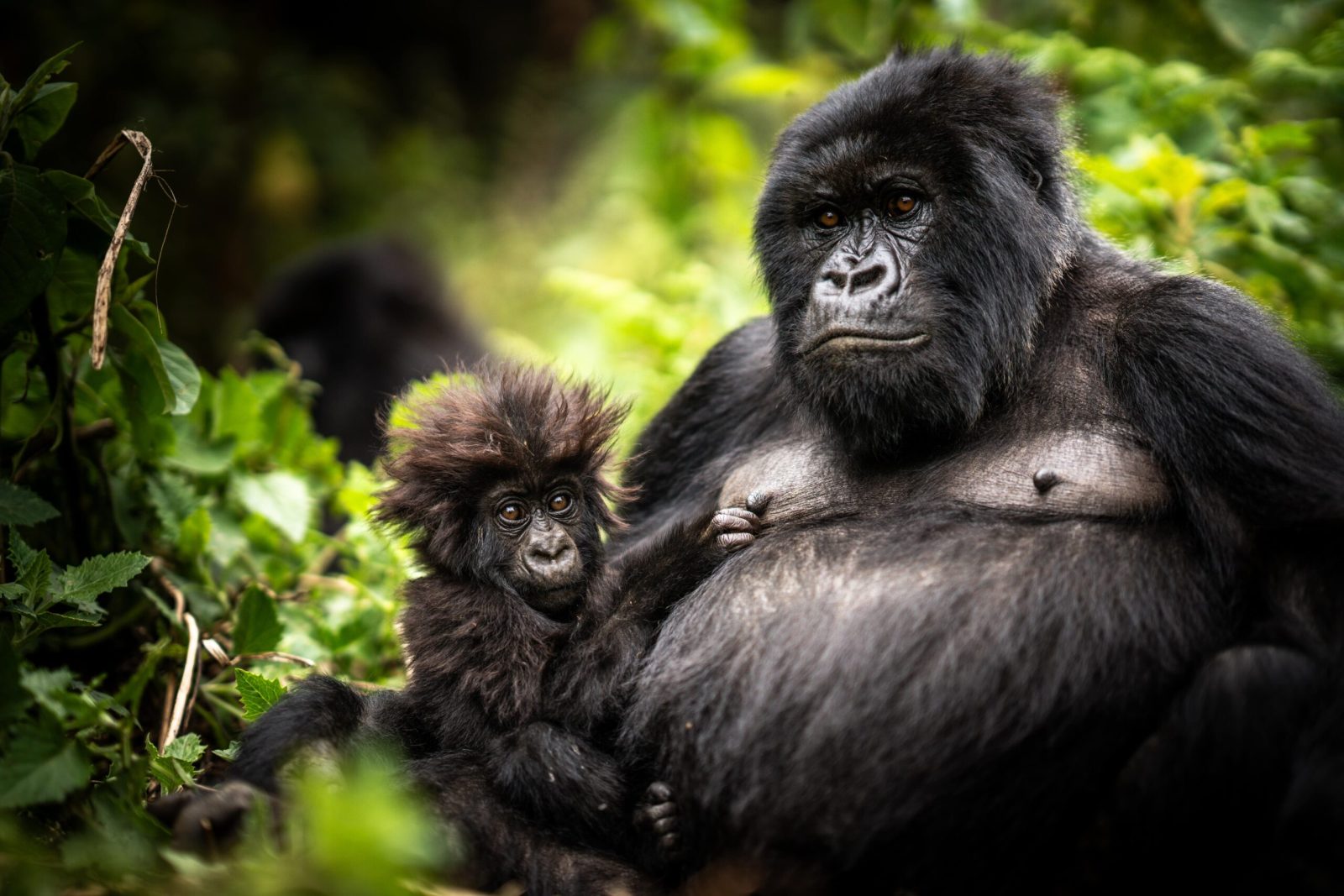 Congo vs Uganda vs Rwanda Gorilla Trekking