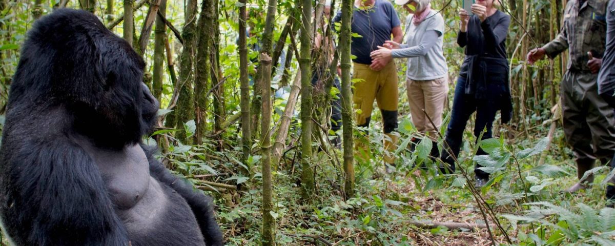 Expect on Your First Gorilla Trek