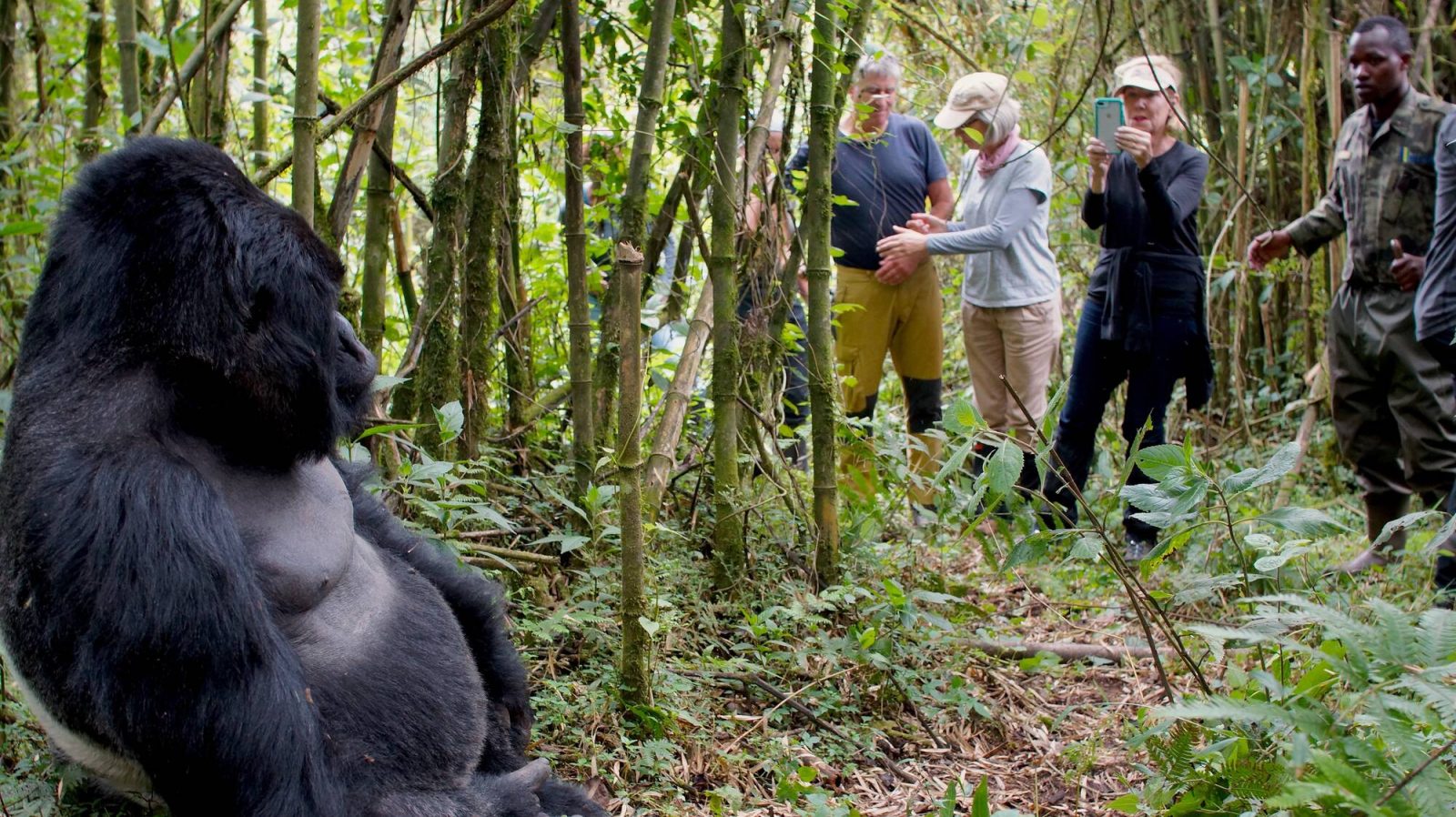 Expect on Your First Gorilla Trek