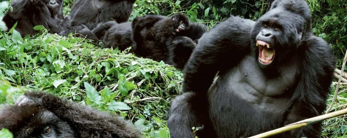 Gorilla Habituation Experience in Bwindi