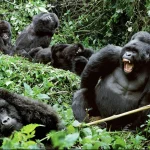 Gorilla Habituation Experience in Bwindi