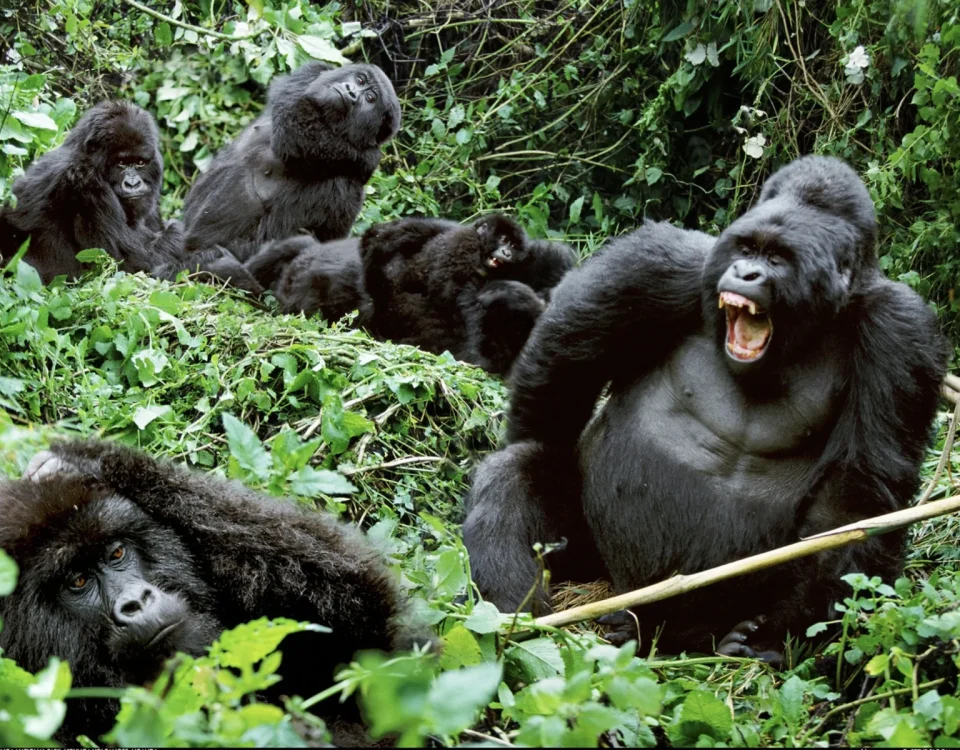 Gorilla Habituation Experience in Bwindi