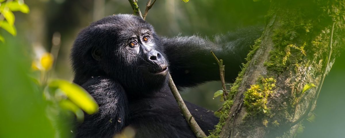 Gorilla Trekking Photography Tips