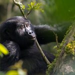 Gorilla Trekking Photography Tips