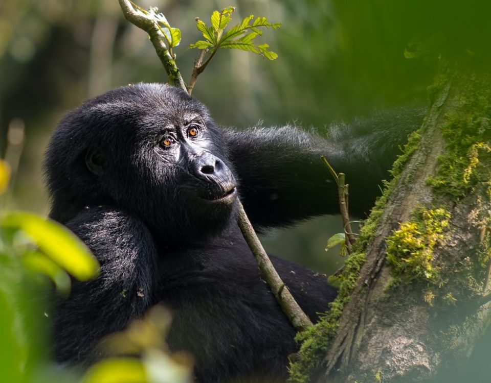 Gorilla Trekking Photography Tips