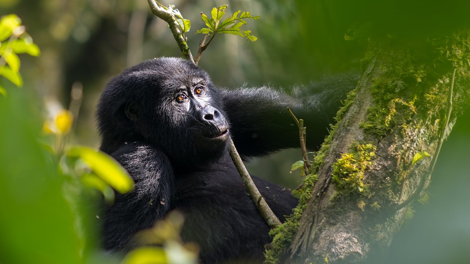 Gorilla Trekking Photography Tips