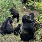 Gorilla Trekking for Seniors