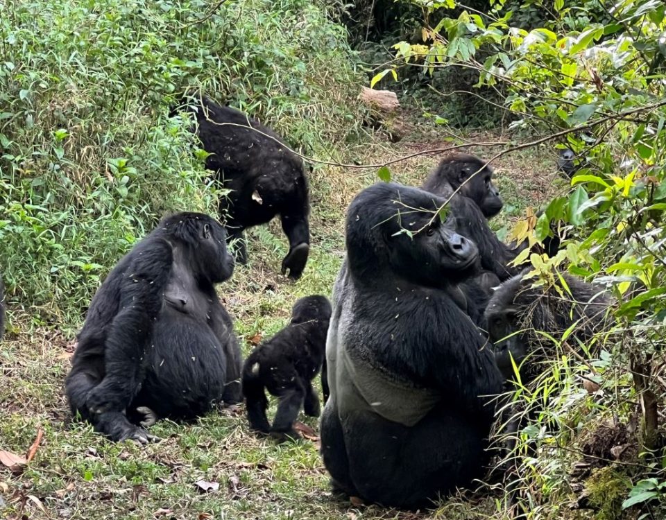 Gorilla Trekking for Seniors