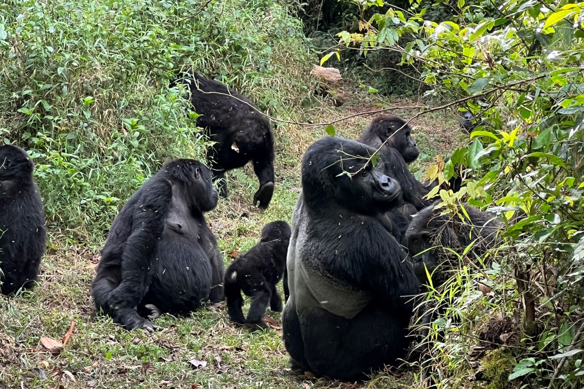 Gorilla Trekking for Seniors