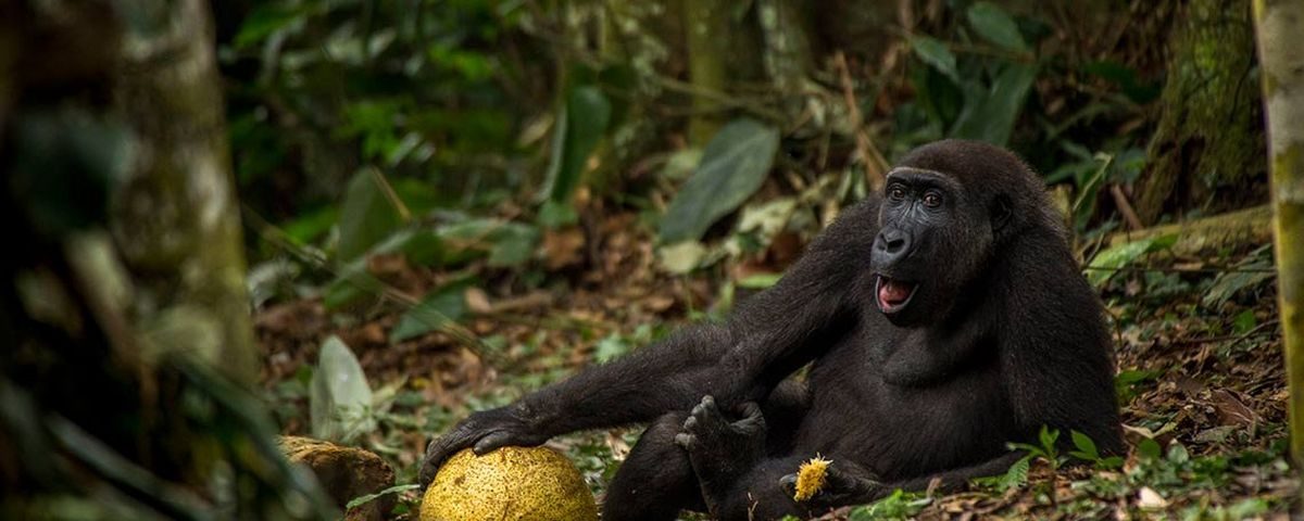 Gorilla Trekking in Kahuzi-Biega National Park