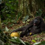 Gorilla Trekking in Kahuzi-Biega National Park