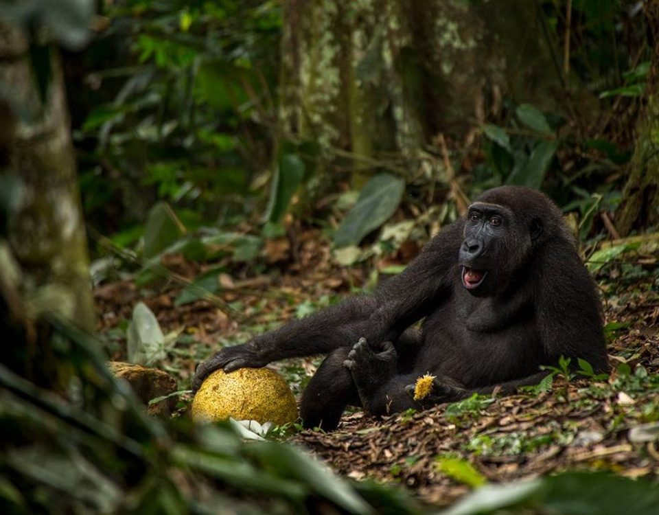 Gorilla Trekking in Kahuzi-Biega National Park