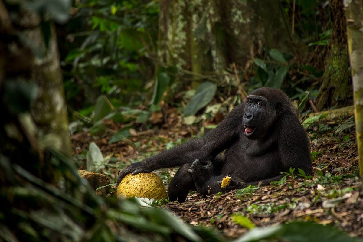 Gorilla Trekking in Kahuzi-Biega National Park