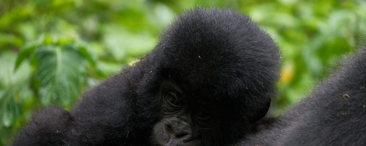 Gorilla Trekking in the Dry Season vs Rainy Season