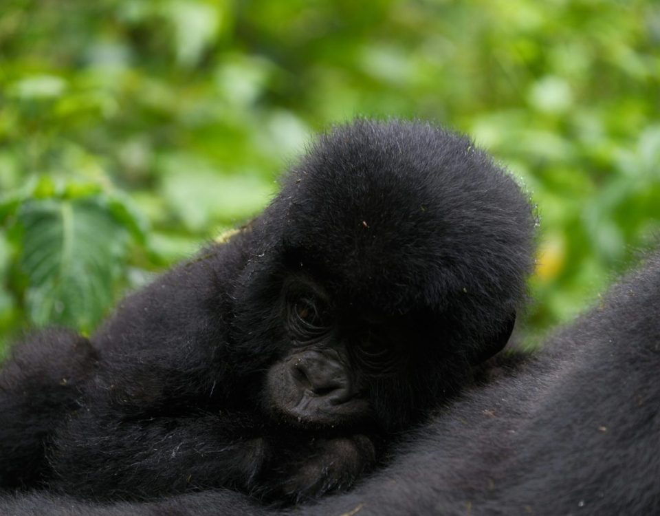Gorilla Trekking in the Dry Season vs Rainy Season