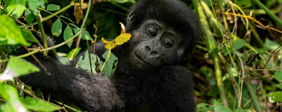 Gorilla Trekking on a Budget