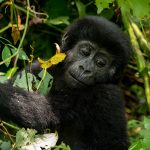 Gorilla Trekking on a Budget