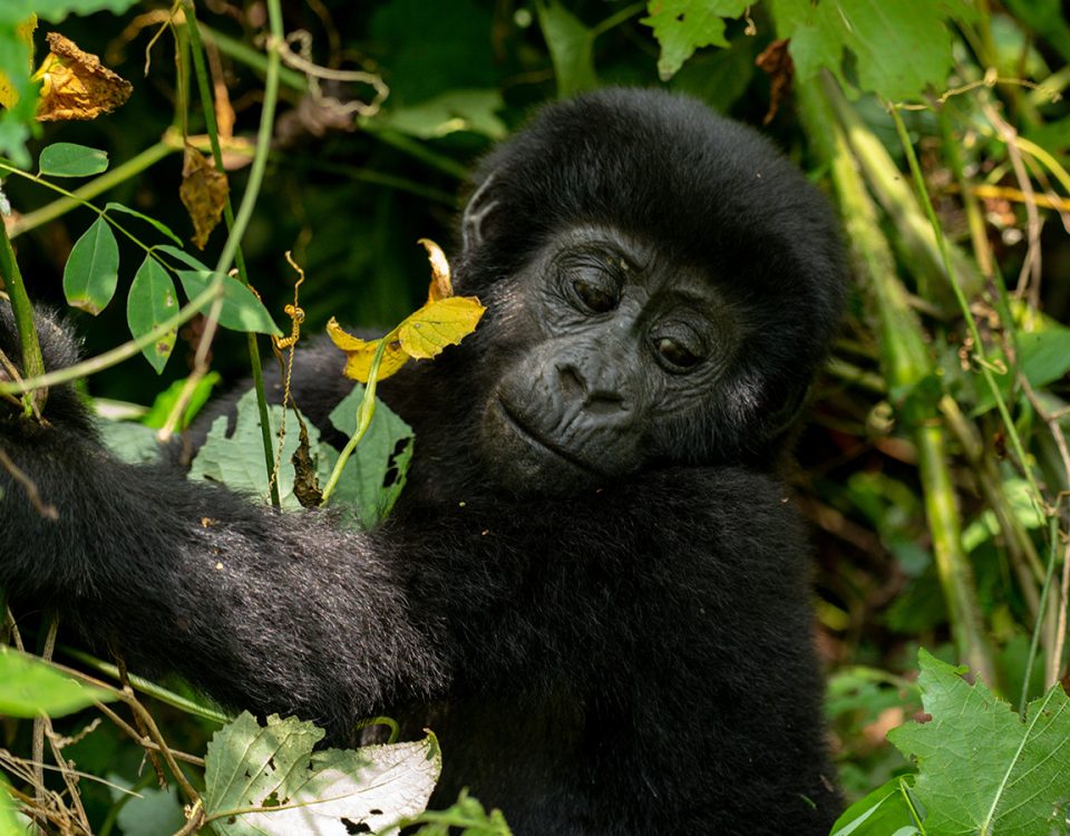 Gorilla Trekking on a Budget