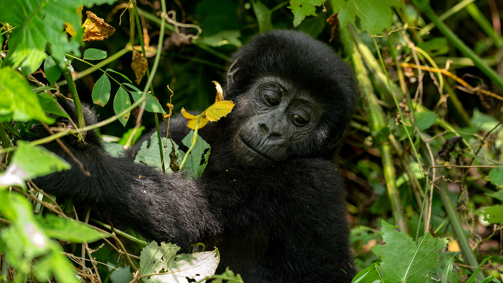 Gorilla Trekking on a Budget