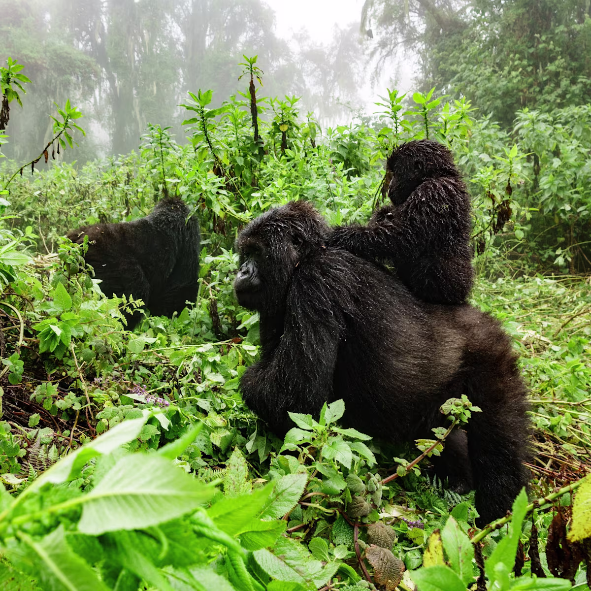 Gorilla Trekking vs Gorilla Habituation Experience