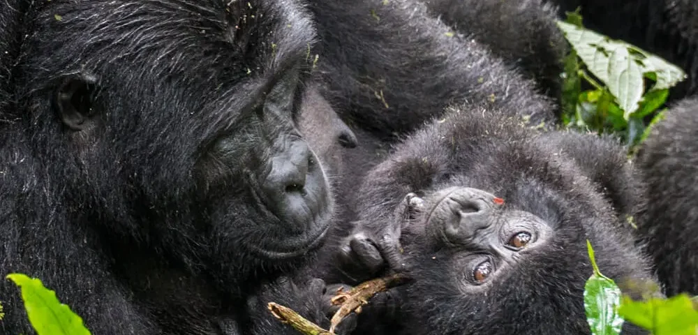 Gorilla trekking with children