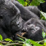 Gorilla trekking with children