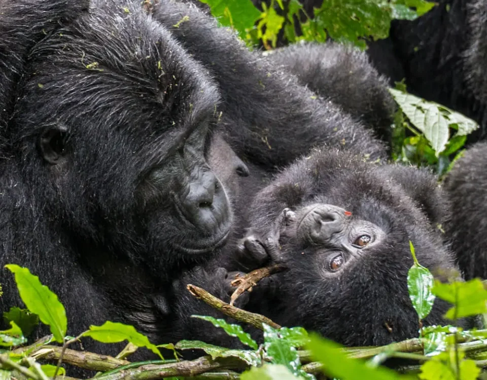 Gorilla trekking with children