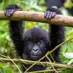 How Fit Do You Need to Be for Gorilla Trekking2