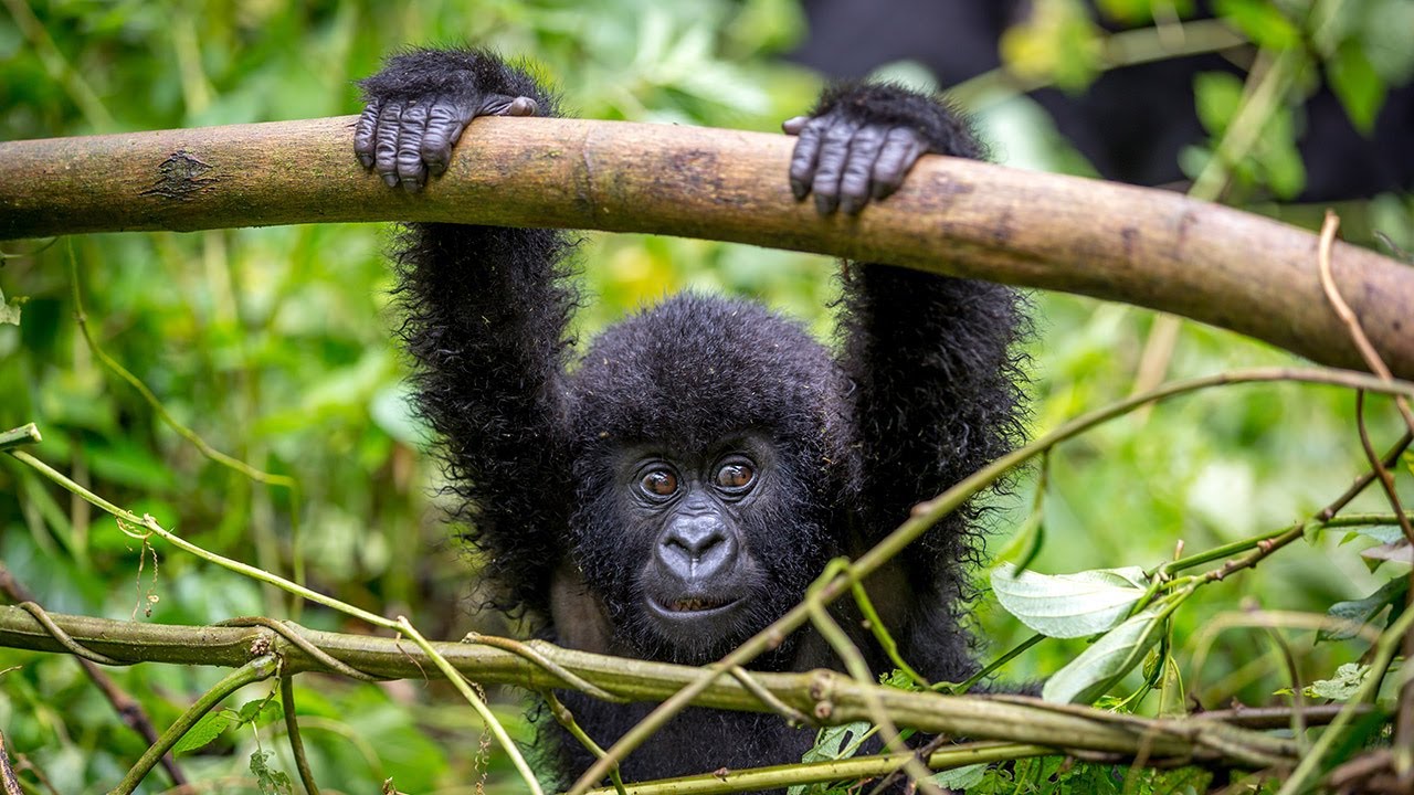 How Fit Do You Need to Be for Gorilla Trekking2