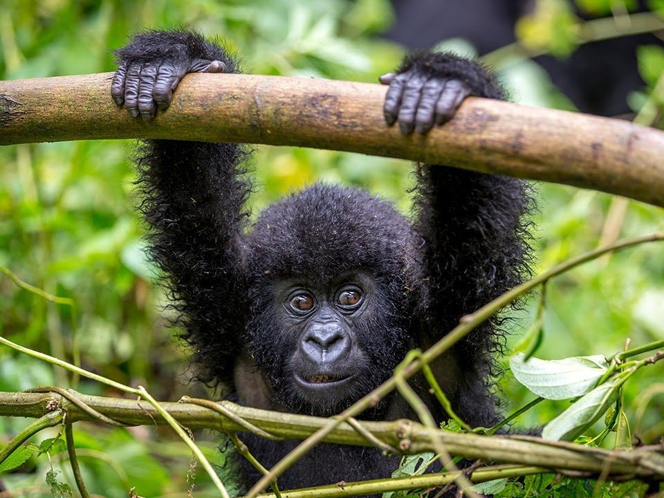 How Fit Do You Need to Be for Gorilla Trekking?