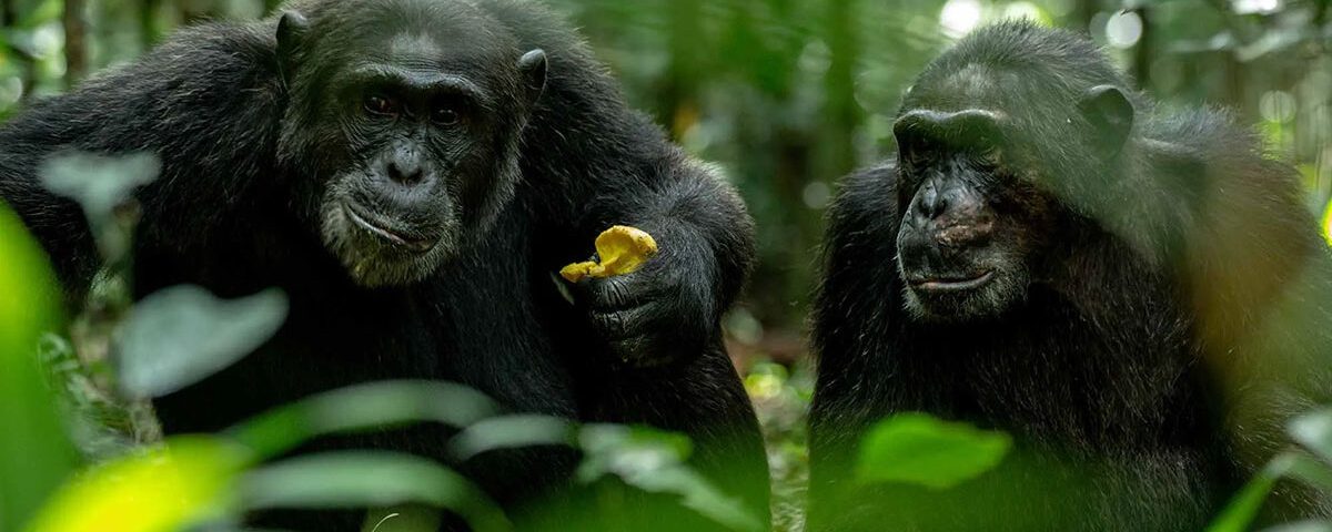 How to Book Chimpanzee Permits in Uganda