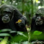 How to Book Chimpanzee Permits in Uganda