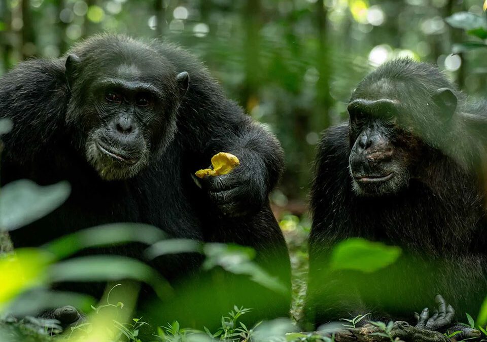 How to Book Chimpanzee Permits in Uganda