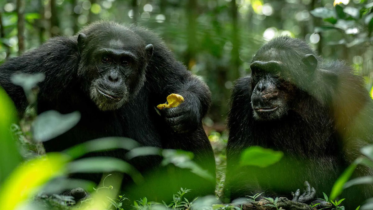 How to Book Chimpanzee Permits in Uganda
